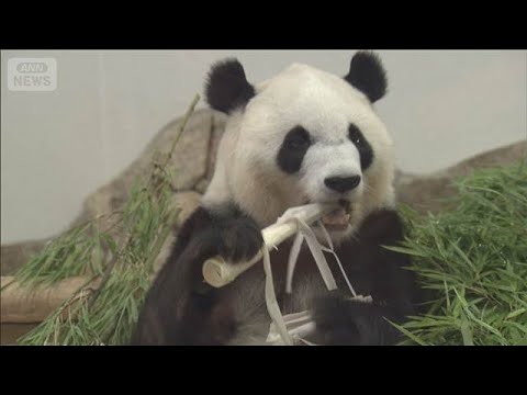 “パンダゼロ”和歌山・白浜町のホテルが安い！　大人1泊3500円も　穴場の観光地に【もっと知りたい！】【グッド！モーニ… サムネイル