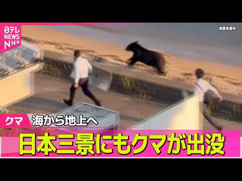 【クマ出没】日本三景「天橋立」にクマ出没　麻酔銃使い捕獲も…警戒続く――社会ニュースライブ（日テレNEWS LIVE） サムネイル