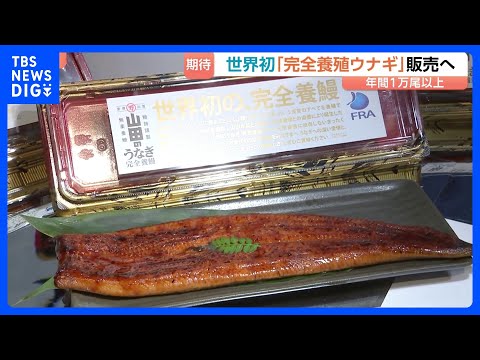 1尾あたり4860円「完全養殖ウナギ」29日から世界初の一般販売　ウナギ生産の救世主となるか｜TBS NEWS DIG サムネイル