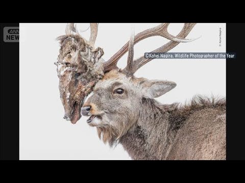 世界的生物写真コンテストで快挙　エゾシカの写真で日本人初受賞(2026年3月26日)