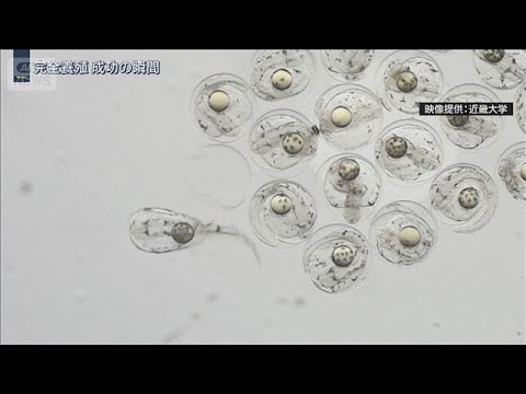 苦節10年　世界初の快挙！高級魚ノドグロ　近大が“完全養殖”商業化はいつ？【報道ステーション】(2026年2月5日) サムネイル