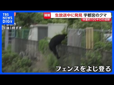 宇都宮のクマ捕獲　オスの成獣で体長1m超・体重100キロ近く　住民「無事捕獲されて良かった」｜TBS NEWS DIG