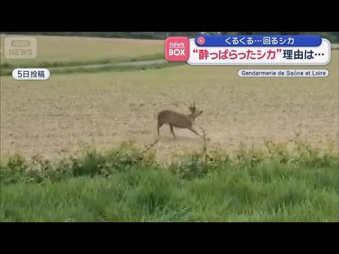 酔っぱらって？くるくる回る野生のシカ　“泥酔”原因は自然のエサに【スーパーJチャンネル】(2026年5月29日) サムネイル