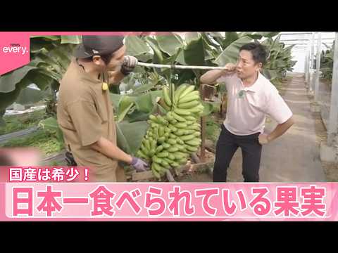 【いまダケッ】国産は希少！濃厚もっちり  日本一食べられている果実