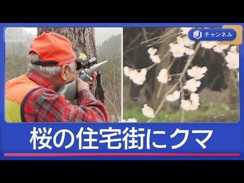 桜の住宅街で“緊急事態”　クマ「保護から管理」でどう変わる？【スーパーJチャンネル】(2026年4月7日)