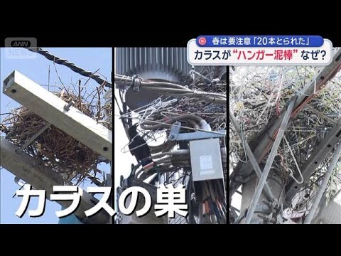 “春カラス”の被害が多発　ハンガー狙うワケは？意外な対策も【スーパーJチャンネル】(2026年4月22日) サムネイル