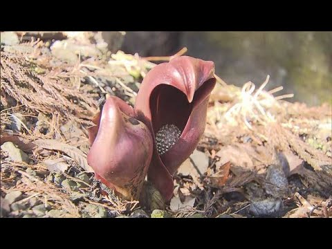 奥ゆかしく…春の訪れを告げる「ザゼンソウ」見ごろに　山梨・甲州市(2026年3月7日) サムネイル