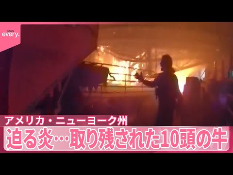 【アメリカ・ニューヨーク州】迫る炎…取り残された10頭の牛　10分間の救出劇　『世界のミダシ 』 サムネイル