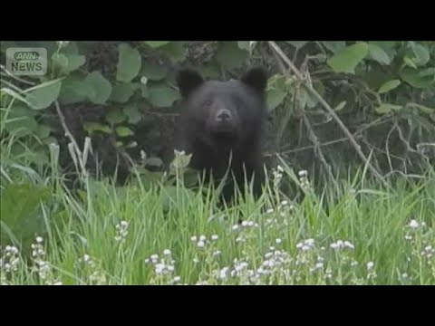 研究者が大学内で自ら撮影　クマが“市街地に続出”なぜ？【スーパーJチャンネル】(2026年5月15日)