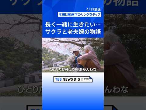 いくら季節が過ぎても…咲き誇るサクラと老夫婦の物語 「長く一緒に生きたい」認知症の妻を支える夫と子どもたちが下した決断… サムネイル