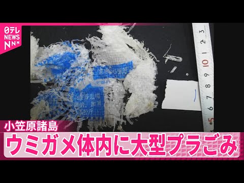 【小笠原のウミガメ】体内に大型プラスチックごみ…最大60センチ以上も　外国由来の“越境プラ汚染”の可能性も サムネイル