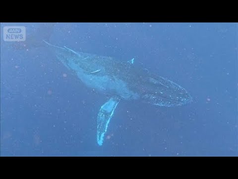 沖縄のホエールウォッチングに客殺到　海上のオーバーツーリズム　ストレスか行動異変【もっと知りたい！】【グッド！モーニン… サムネイル