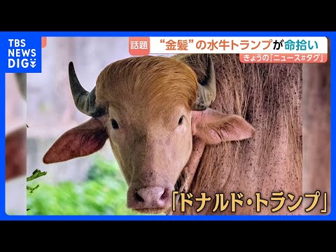 “金髪の水牛トランプ”が命拾い 「唯一の違いは、“牛”か“人間”かだけ」｜TBS NEWS DIG サムネイル