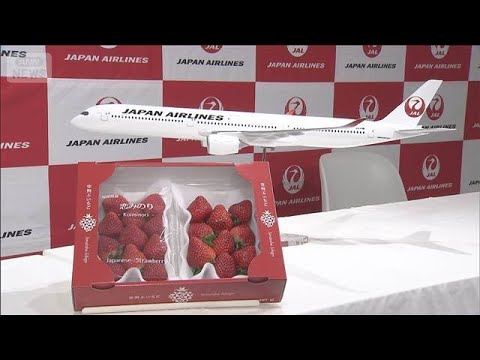 JALグループ　国とタッグ組み輸出促進へ　日本産農産物のプレミアムブランド化目指す(2026年2月16日) サムネイル