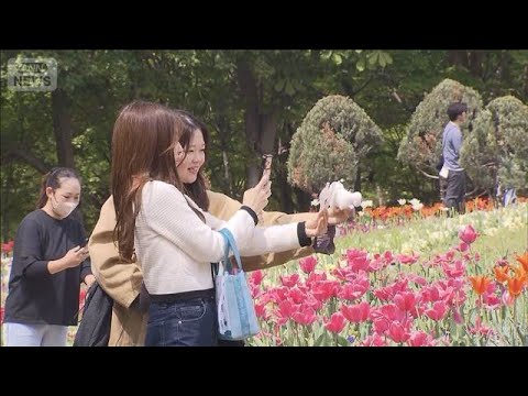 「とてもきれい」チューリップ25万本が見ごろ　山梨・北杜市(2026年4月25日) サムネイル