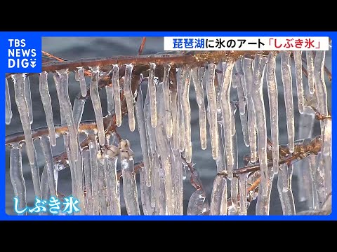 びわ湖に氷のアート「しぶき氷」 風で飛ばされた波しぶきが急速に冷やされ木や岩などが凍りつく現象｜TBS NEWS DIG サムネイル
