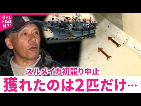 【落胆】｢夢も希望もねぇ…｣スルメイカ不漁 初競り中止で漁師らは　北海道　NNNセレクション サムネイル