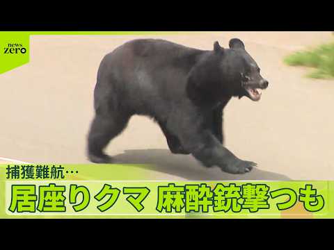 【捕獲は難航】40時間以上…4人ケガさせたクマが工場に居座り  麻酔銃撃つも眠らず  福島市 サムネイル