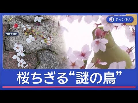 満開の桜をちぎって落とす“謎の鳥”正体は？　絶景名所で被害相次ぐ【スーパーJチャンネル】(2026年4月1日)