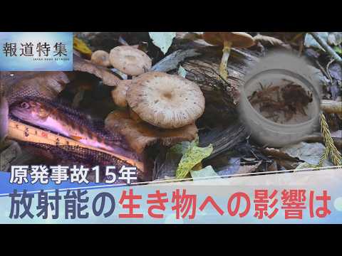 原発事故15年 キノコ、ヤマメ、アユ、ヒラメ…放射能の生き物への影響は【報道特集】｜TBS NEWS DIG