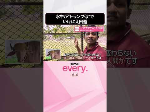【水牛】“トランプ似”でいけにえ回避「違いは水牛か人間か」  shorts