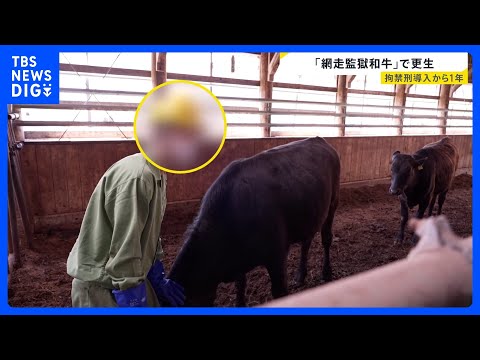 「網走監獄和牛」で更生を目指す北海道・網走刑務所の受刑者たち　拘禁刑導入から1年 牛の命と向き合う姿に密着【news2… サムネイル