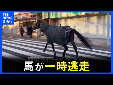 【馬術部の馬が逃走か】仕事始めの街中を馬が徘徊　警察車両に誘導され無事に明治大学へ戻る　けが人なし　川崎市多摩区｜TB… サムネイル