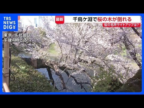 東京・千代田区の千鳥ヶ淵で桜の木1本が根本から折れる　けが人なし　千鳥ヶ淵緑道では「さくらまつり」開催中　ライトアップ…