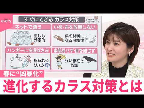【なるほどッ！】人を襲うことも  春に“凶暴化”カラス  進化する対策とは