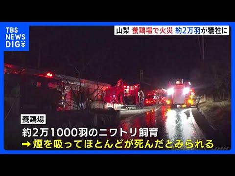 養鶏場で火災　2万1000羽のほとんどが死んだか　「ガスボンベが燃え建物に延焼」と通報　山梨・富士川町｜TBS NEW… サムネイル