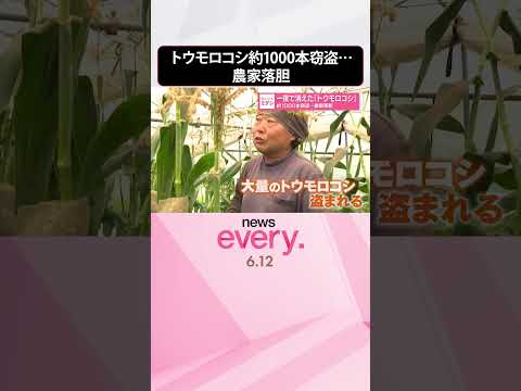 【農家落胆】一夜で消えた「トウモロコシ」約1000本窃盗  栃木・宇都宮市  shorts サムネイル