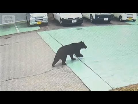 宇都宮市 きょうも小中学校休校　クマ捕獲も2頭目の可能性否定できず(2026年6月10日)