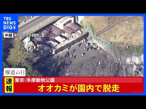 【速報】東京・日野市の多摩動物公園でオオカミ脱走　現在新規入園を停止　来園客には建物内待機など呼びかけ｜TBS NEW… サムネイル