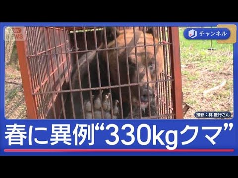 ハンター驚く“春に異例の300kg超クマ” 高齢者施設にもクマ“緊迫一部始終”【スーパーJチャンネル】(2026年4月… サムネイル