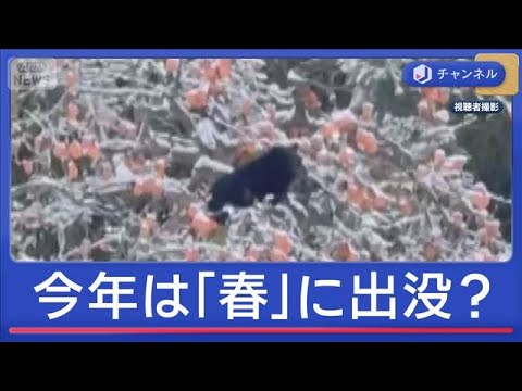 今年は「春」から異変？年末年始もクマ続出　対策のカギは【スーパーJチャンネル】(2026年1月5日) サムネイル
