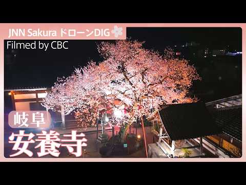 岐阜・安養寺の桜【JNN sakuraドローンDIG 2026】｜TBS NEWS DIG