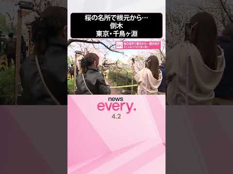 【千鳥ヶ淵】｢さくらまつり｣の開催中  桜の名所で根元から倒木  shorts