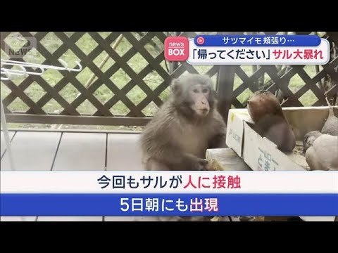 「帰ってください」サツマイモ頬張り　サル大暴れ　山口・周南市【スーパーJチャンネル】(2026年4月7日)