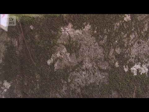 神社の石灯籠に左馬が現れる　栃木・鷲子山上神社(2026年1月25日) サムネイル