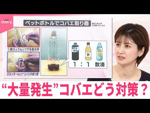 【なるほどッ！】この時期“大量発生”コバエどう対策？ペットボトルで“コバエ取り器”も