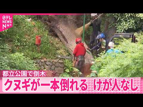 【善福寺公園で倒木】定期点検で｢経過観察｣扱い  高さ約30mのクヌギ  東京・杉並区 サムネイル