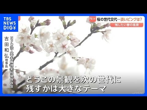 進む桜の「老木化」 世代交代の必要性と戸惑いの声　淡いピンク「ソメイヨシノ」を未来に残すために…検討重ねる現場の苦悩も…