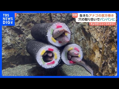 水族館で「アナゴの恵方巻」が話題に! 太巻きのなかはアナゴでぎゅうぎゅう　まるで満員電車!?　強引に入るアナゴや…断念… サムネイル
