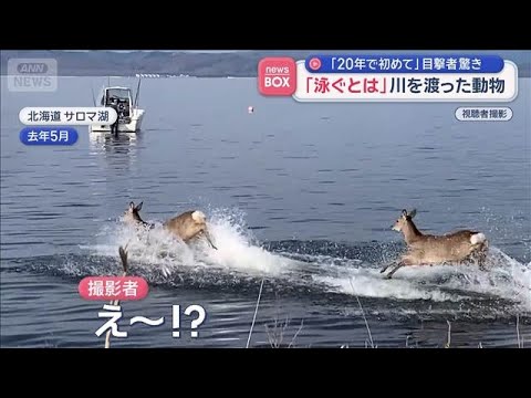 「20年で初めて」目撃者驚き　川を渡った動物に「めちゃくちゃビックリ」【スーパーJチャンネル】(2026年5月4日) サムネイル