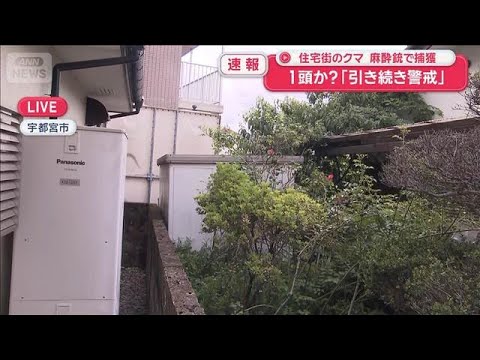 住宅街のクマ　麻酔銃で捕獲　1頭か？「引き続き警戒」【スーパーJチャンネル】(2026年6月9日) サムネイル