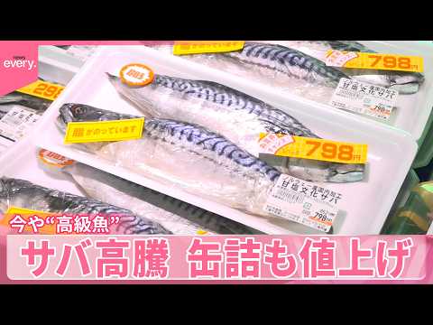 【サバ高騰】もはや高級魚…逆転現象も  塩焼き・缶詰・名物も値上げ  代わりなるか？「ニシン」に脚光 サムネイル