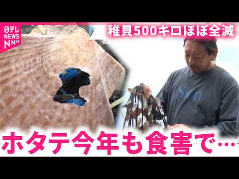 【困惑】稚貝500kgほぼ全滅… タイの食害でホタテ過去2番目の高値　青森　NNNセレクション サムネイル