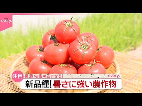 【“開発10年”】暑さに強い野菜、次々…夏も生産安定  新品種トマトの農家を取材『斎藤佑樹の気になる！』