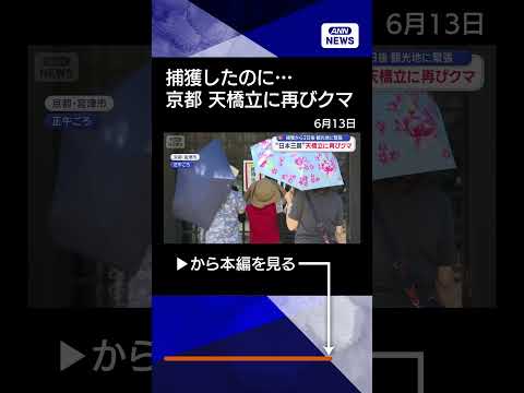 【ニュース】捕獲したのに…“日本三景”天橋立に再びクマ　観光地に緊張も【スーパーJチャンネル】(2026年6月12日)… サムネイル