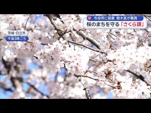 花見の名所悩ます被害　千鳥ケ淵の桜倒れる　桜のまちを守る「さくら課」も…【スーパーJチャンネル】(2026年4月2日)